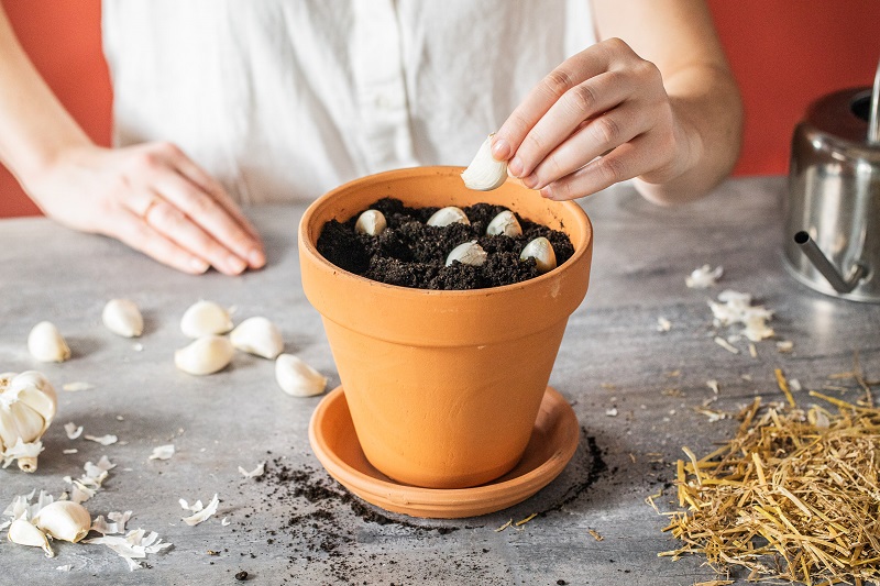 How to grow garlic now that it’s in season